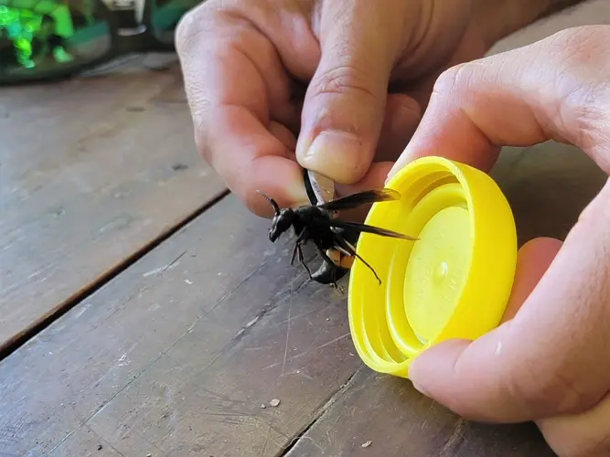 Invasive hornet a buzzkill for local beekeeping industry