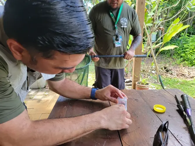 Entomologist: Invasive hornets sting multiple times with 'a lot of venom'