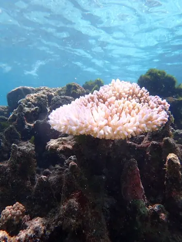 Coral reef crisis predicted for Guam for first time since seven years