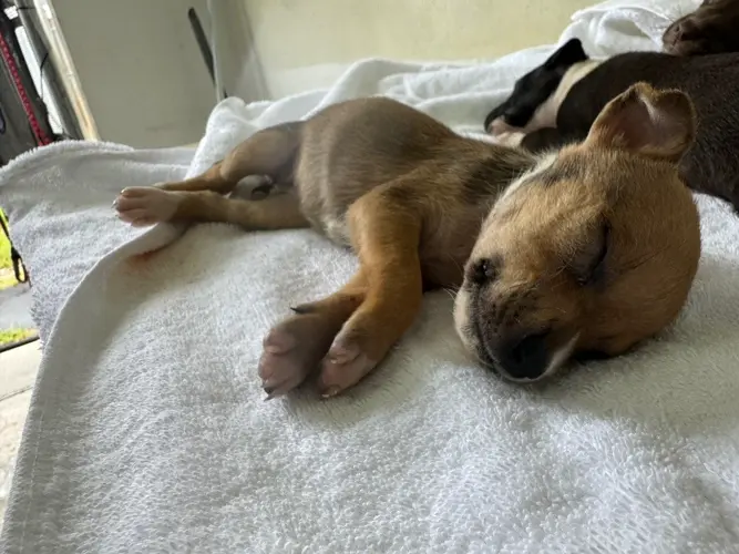 Animal shelter says visiting sailors unintentionally drowned puppies