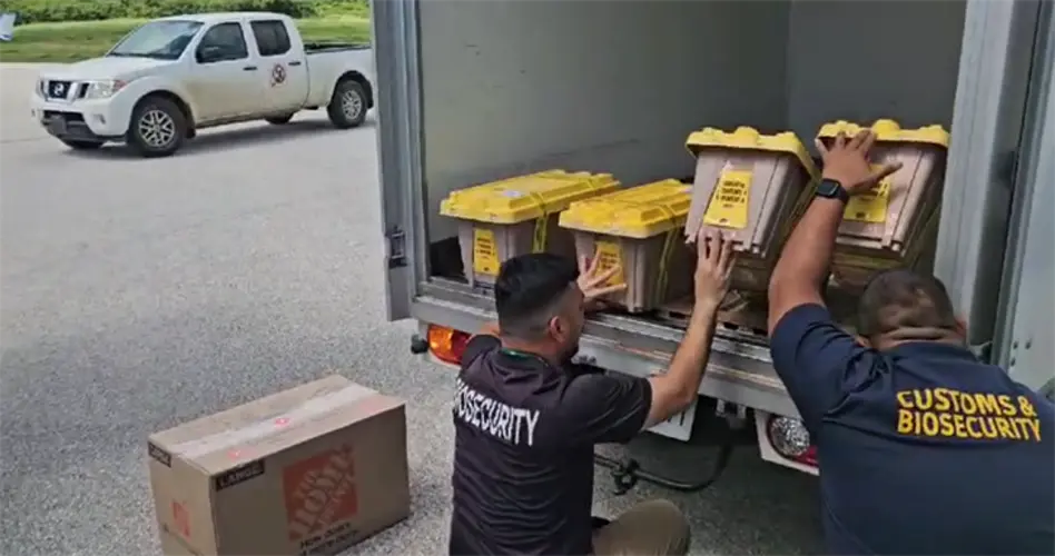 Thousands of Guam honey bees fly to Tinian in first ever export