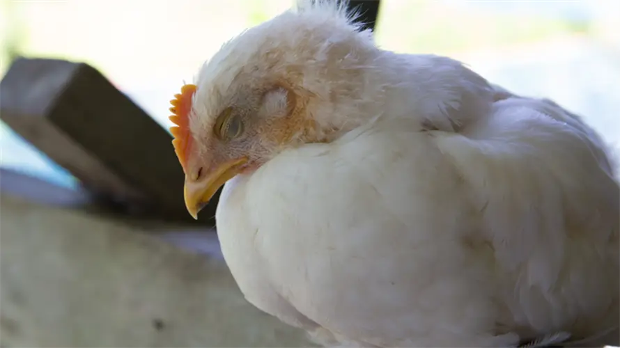 Ban on live poultry imports expanded to include Hawaii