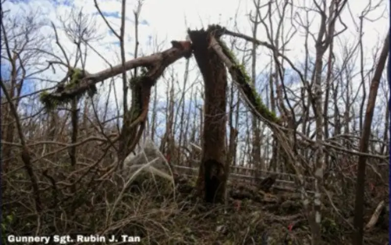 Last mature Serianthes Nelsonii tree dies, efforts underway to grow more
