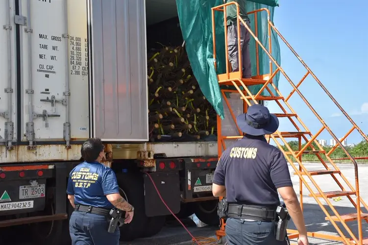 Guam Customs inspects fresh Christmas trees for invasive pests and diseases