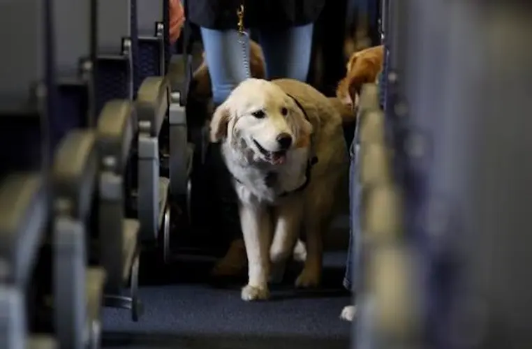 Guam Delegate requests change to United Airlines pet travel policy