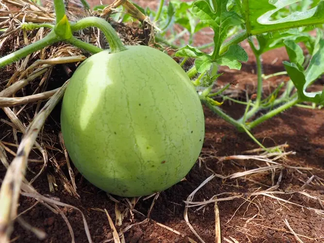 University of Guam Extension to host special Watermelon Field Day