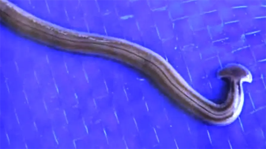 Expert debunks rumor of invasive and toxic hammerhead worm on Guam