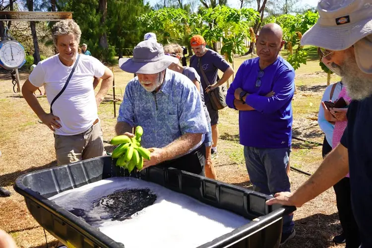 University of Guam variety trial finds two banana types ideal for Guam production