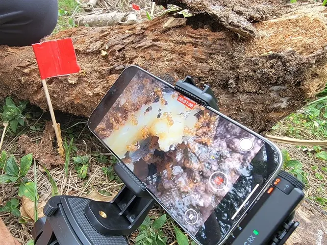 Little Fire Ants contaminate Masso Reservoir Nature Park and Sigua Falls