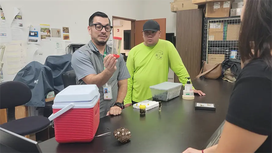 State partners to track and tag hornets with tiny radio transmitters