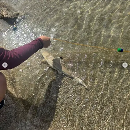 Eight baby Black Tip Reef sharks found dead, trapped in abandoned gillnet