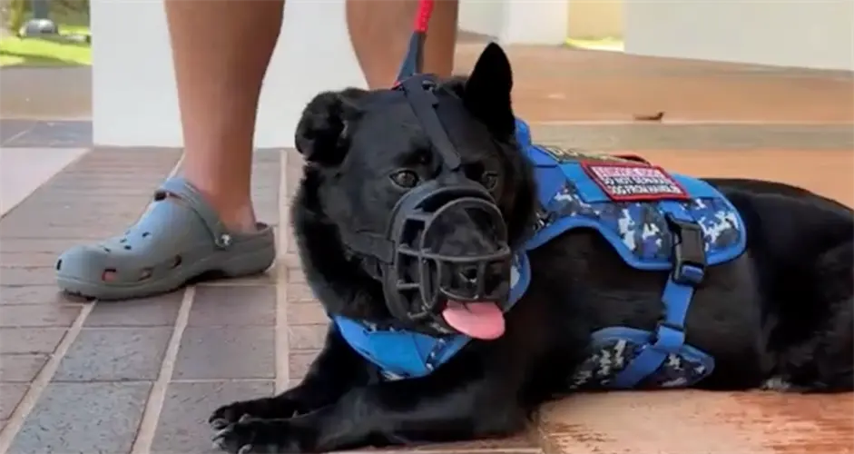 Guam veteran trains service dogs to help fellow veterans