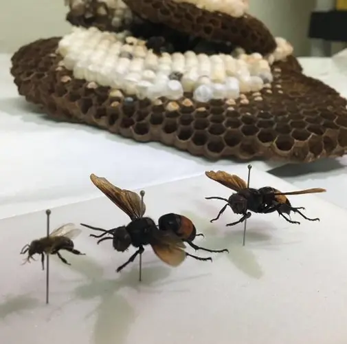 Guam takes spotlight in scientific community with study on Invasive Hornet impacts