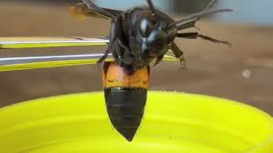 New study reveals devastating impacts to Guam honey bees from invasive hornet