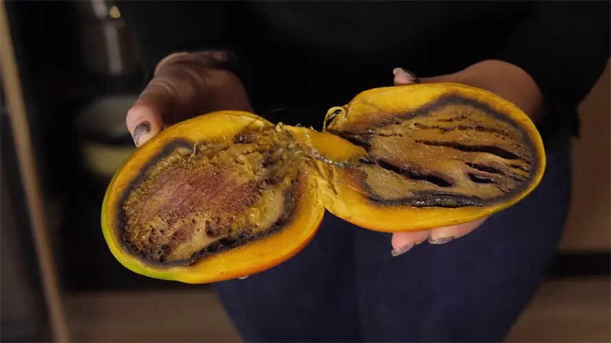 Temporary ban on mango from CNMI to prevent spread of invasive pest to Guam