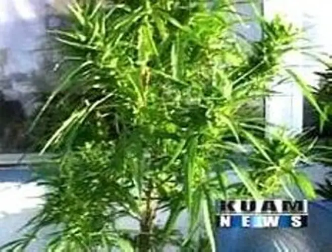 Legalizing marijuana strongly considered