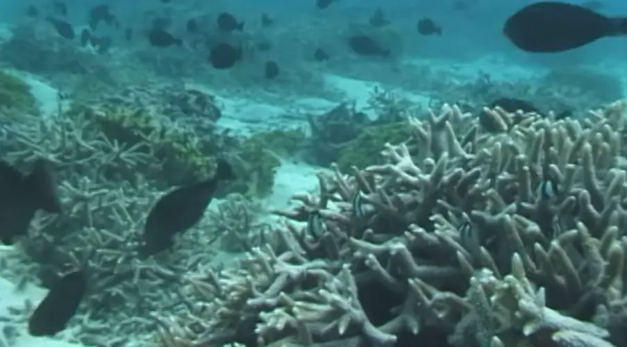 Republican reps from island communities against Trump's deep sea mining push