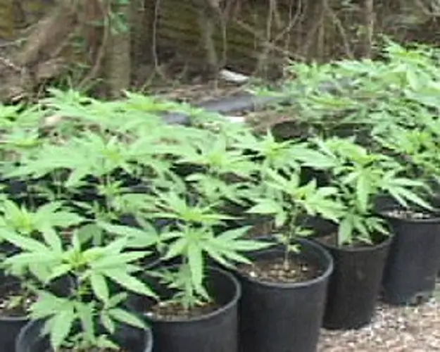 Response filed by GEC over medicinal marijuana