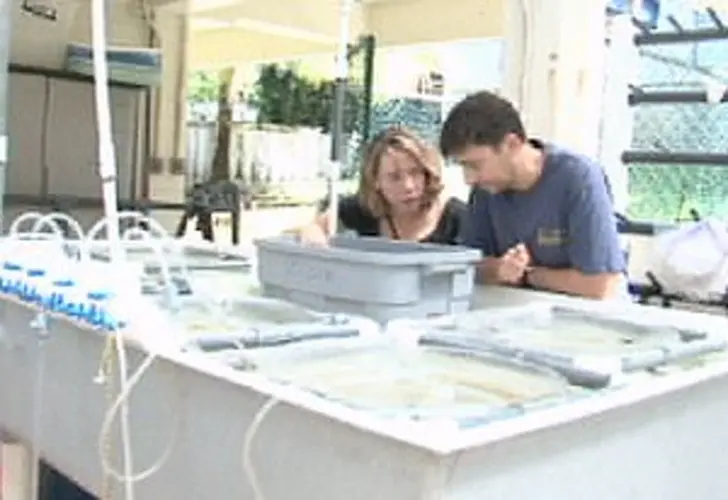 UOG Marine Lab leads forum on coral reef restoration