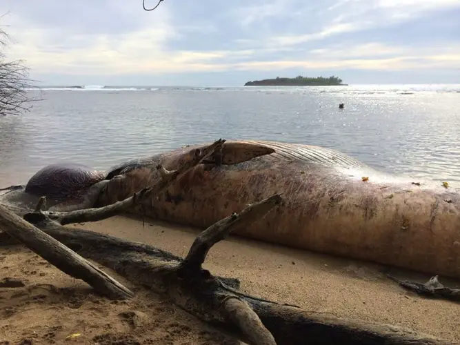 20-ton dead whale washes up on Agat beach