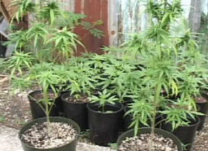 Guam voters asked to make the call on medicinal marijuana