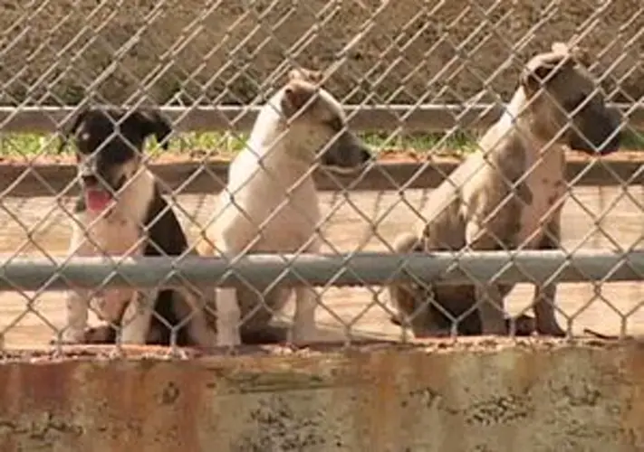 Stray Dog Task Force will propose solution to overpopulation