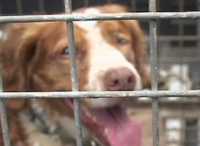 Stray dogs cause a ruckus throughout Guam