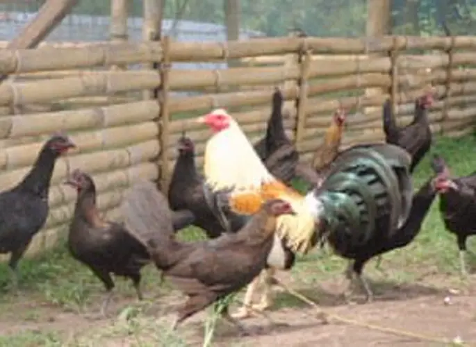 Poultry importation from US halted for 90 days