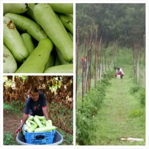 Southern crops suffer significant damage in storm