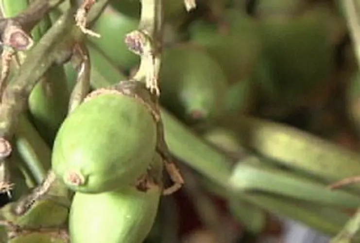 Consuming betel nut can have deadly consequences