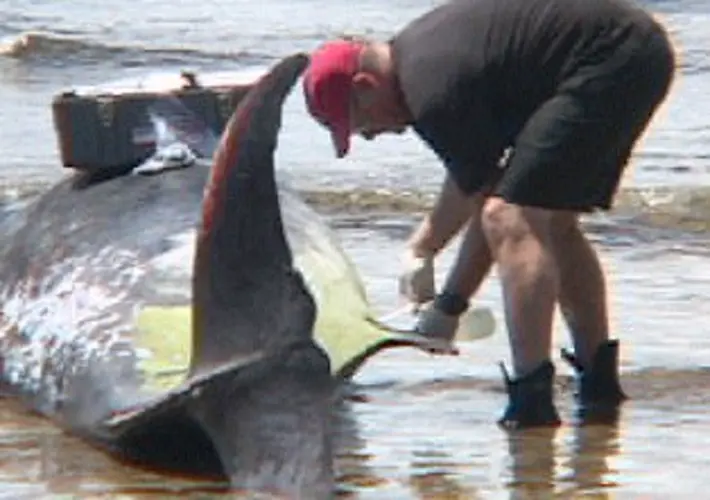 Sonar can have devastating effects on marine mammals