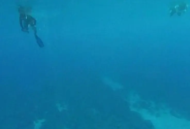 Sonar pinging captured on video