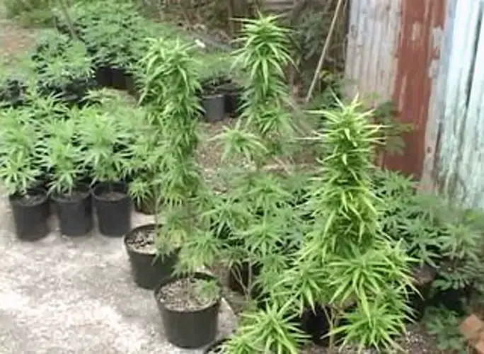 Public Health makes progress with medicinal marijuana
