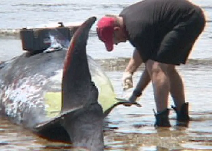 NOAA still looking into stranding of whales in Merizo