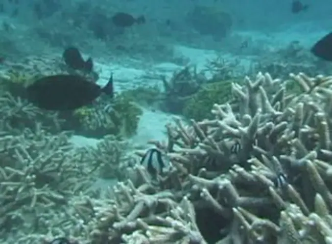 UOG students taking ownership of Guam's reef