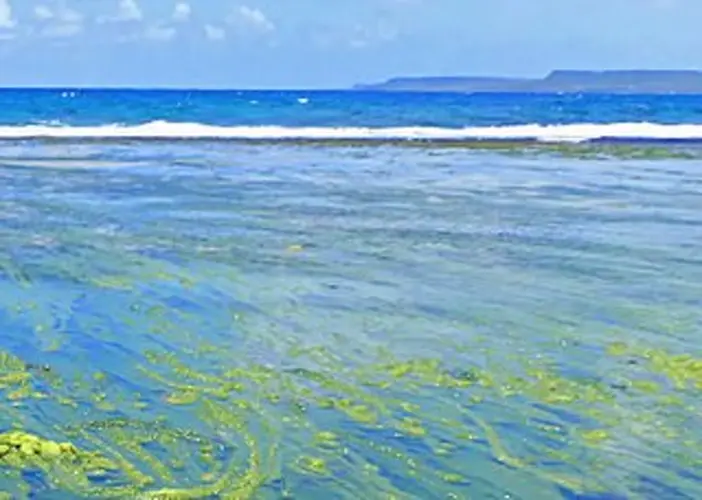 Researchers for answers about angel hair alga bloom