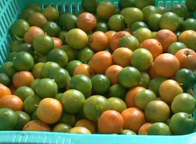Community Supported Agriculture launches veggie subscription service