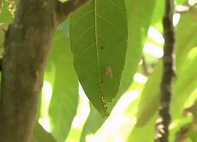 Island researchers trying to help Guam tree snails