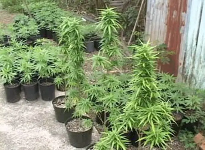 Medicinal marijuana policies available for public review