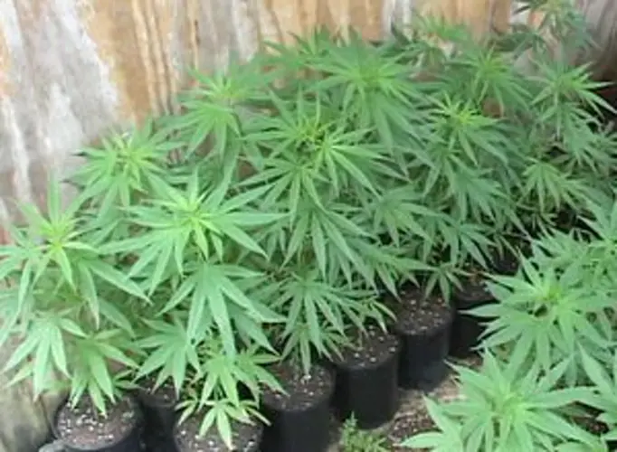 Tensions high over medicinal marijuana policy