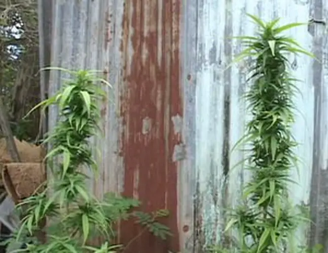 Final testimony submitted for medicinal marijuana rules