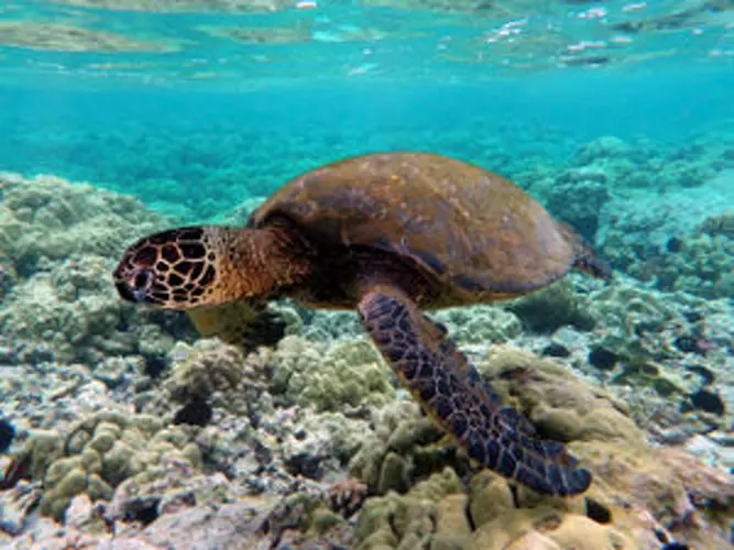 Once-abundant green sea turtles now in danger of extinction