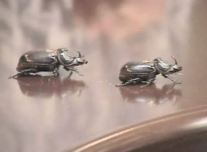New type of coconut rhino beetle on the move