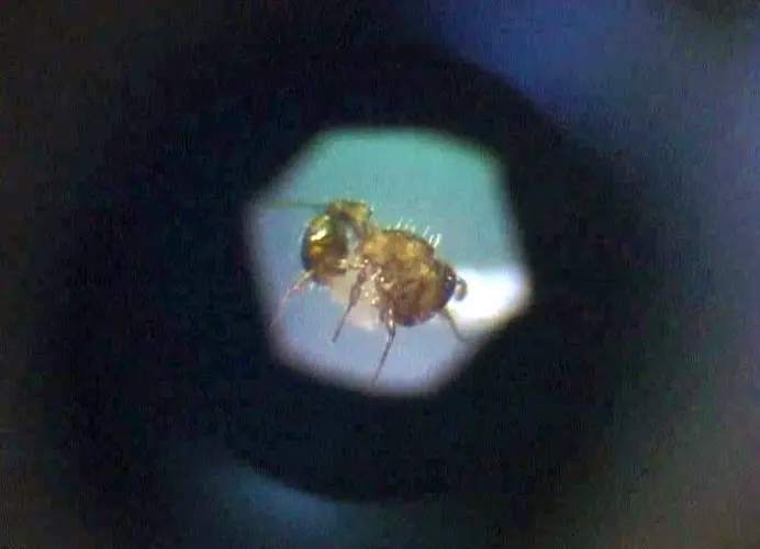 Little fire ant is tiny pest with huge impact