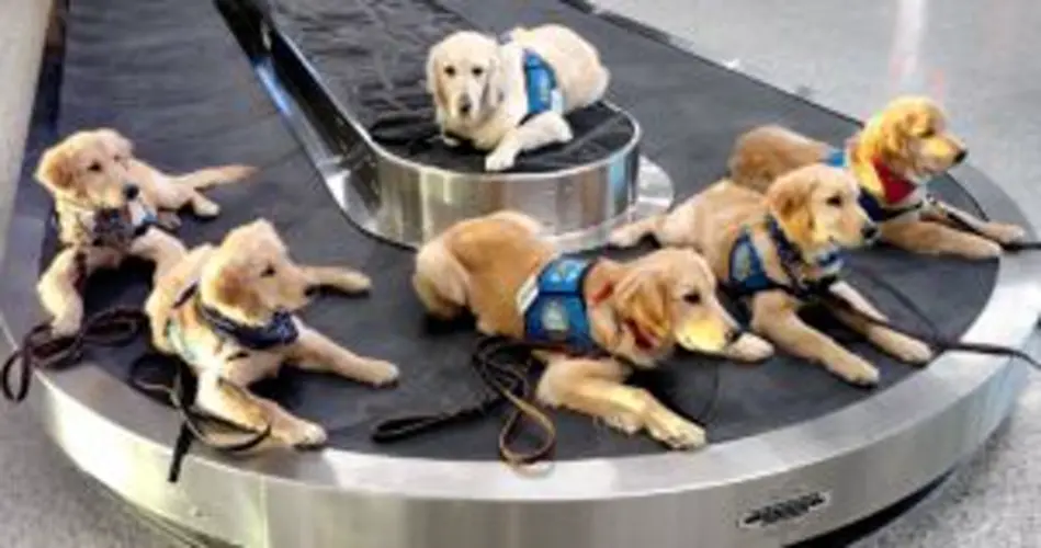 Police: 'No Reports of Stolen Dogs in The Region'