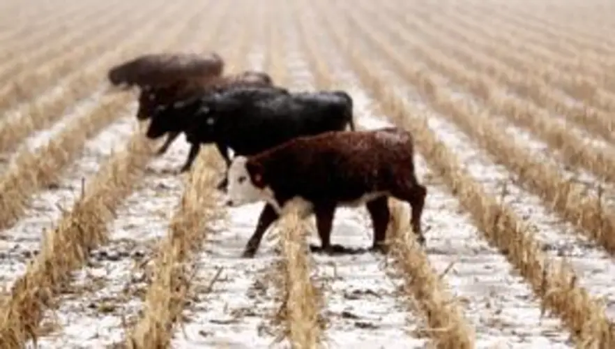 Nebraska seeks federal aid for ag losses from harsh weather before floods