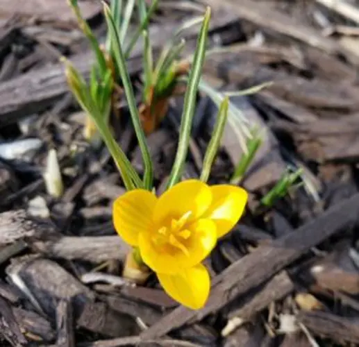 Spring is here, and gardeners are 'raring to go'