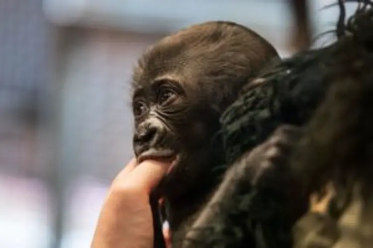 Baby gorilla makes her debut in the Henry Doorly Zoo nursery