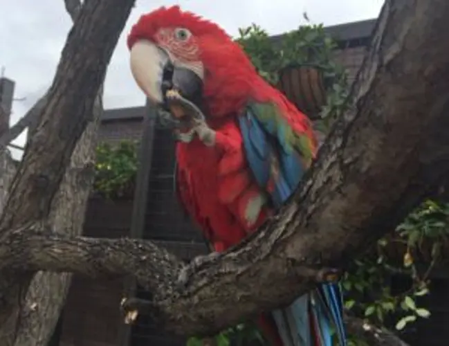 Macaw flies into tiger exhibit at Lincoln Children's Zoo, but it doesn't fly out