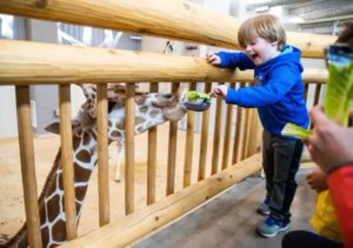 Giraffes and tigers join Lincoln Children's Zoo as part of $24 million expansion